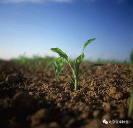 土壤污染的分類及防治服務探析